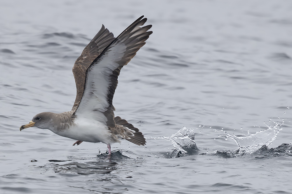 Cory's shearwater